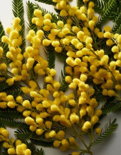 عطر دولتشي آند غابانا دولتشي أو دي بارفان للنساء - 75 مل