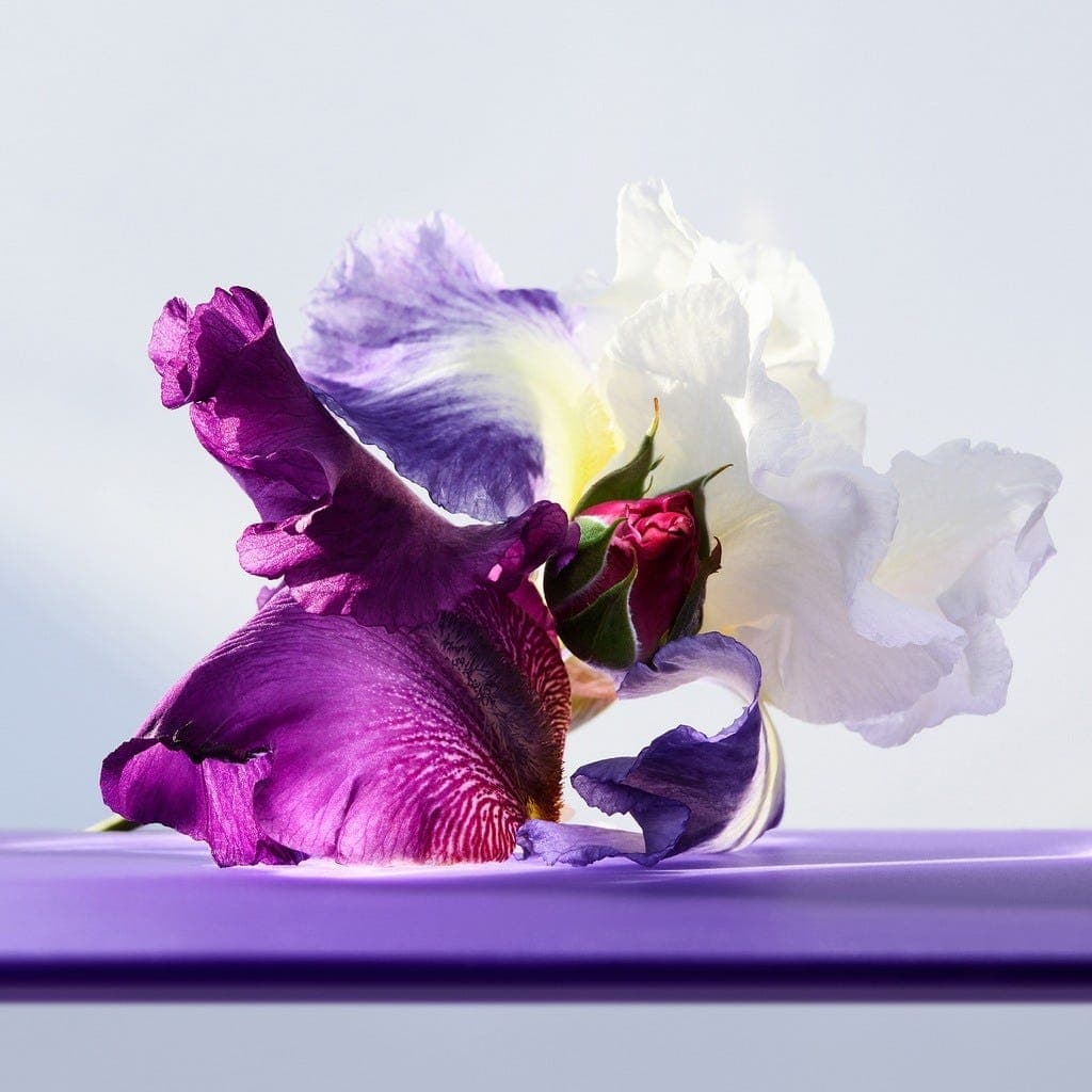 عطر بولغري أومنيا أميثيست ماء تواليت للنساء - 100 مل